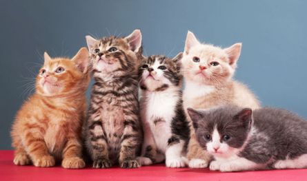kittens-615454